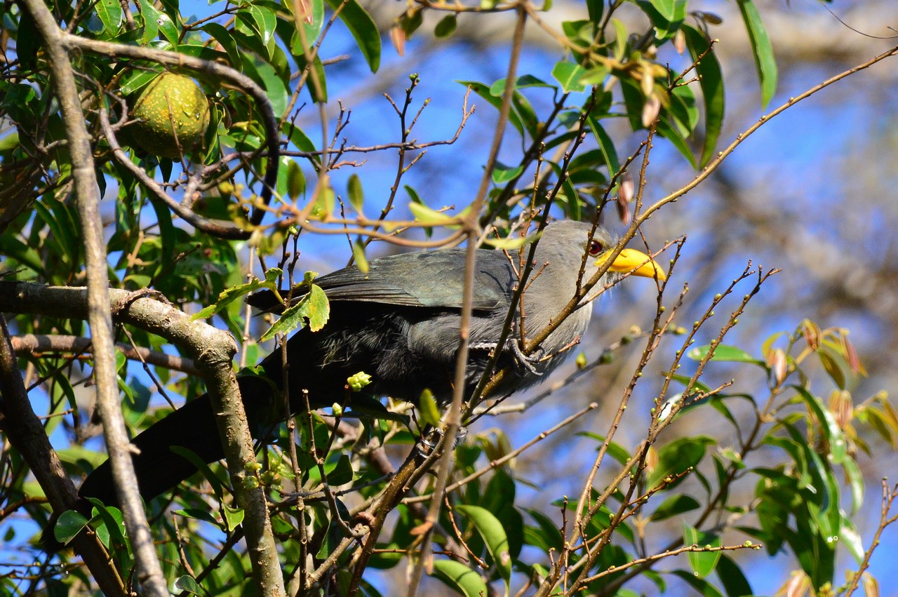 Ceuthmochares australis Ceuthmochares australis